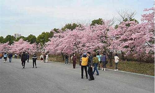 顾村公园樱花节介绍_顾村公园樱花节介绍词