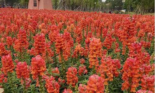 顺峰山公园油菜花_顺峰山公园油菜花开了吗