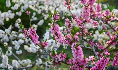 济南百花公园碧桃花开放时间_济南百花公园