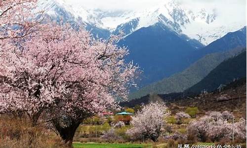 林芝景点海拔高度多少米_林芝景点海拔高度